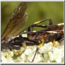 Macrophya montana - Blattwespe 09.jpg